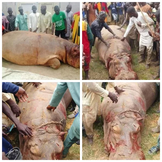 VIDEO: Fishermen in Kebbi k!ll hippopotamus, distribute parts as meat to villagers