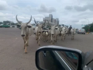 Open Grazing: Months after Wike’s threat, See what cows are doing in FCT