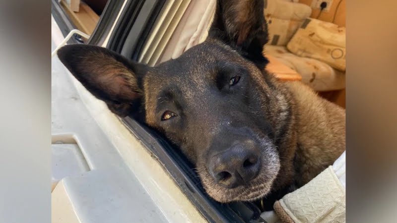 Charity steps in to save retired police dog.