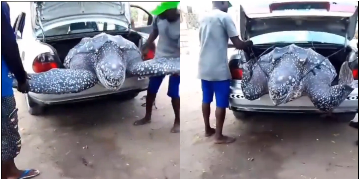 VIDEO: Nigerians respond to a viral video of a giant leatherback turtle