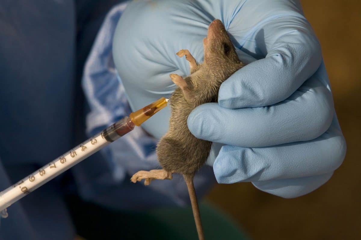 States reorts Lassa fever outbreak