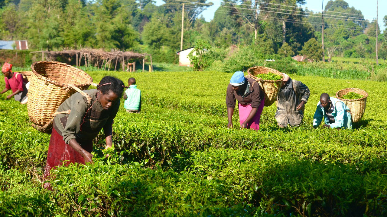 The Role of Agriculture in Nigeria’s Economic Diversification