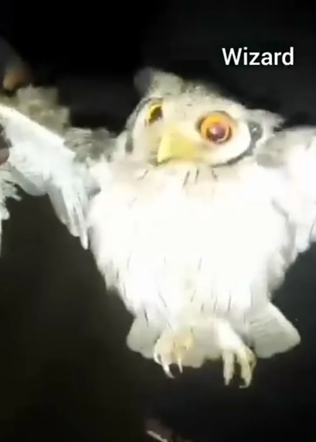 WITCHCRAFT: Anambra man ‘arrests’ Owl flying late hours (Video)