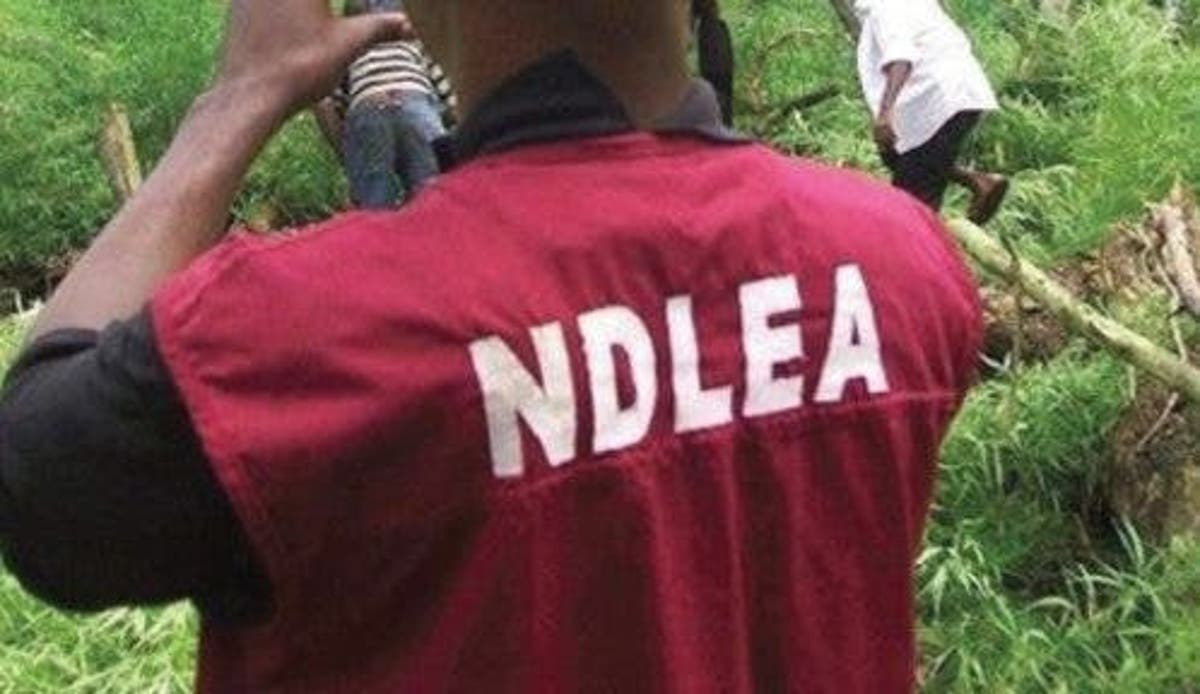 NDLEA destroys 30 hectares of cannabis farm in Cross River