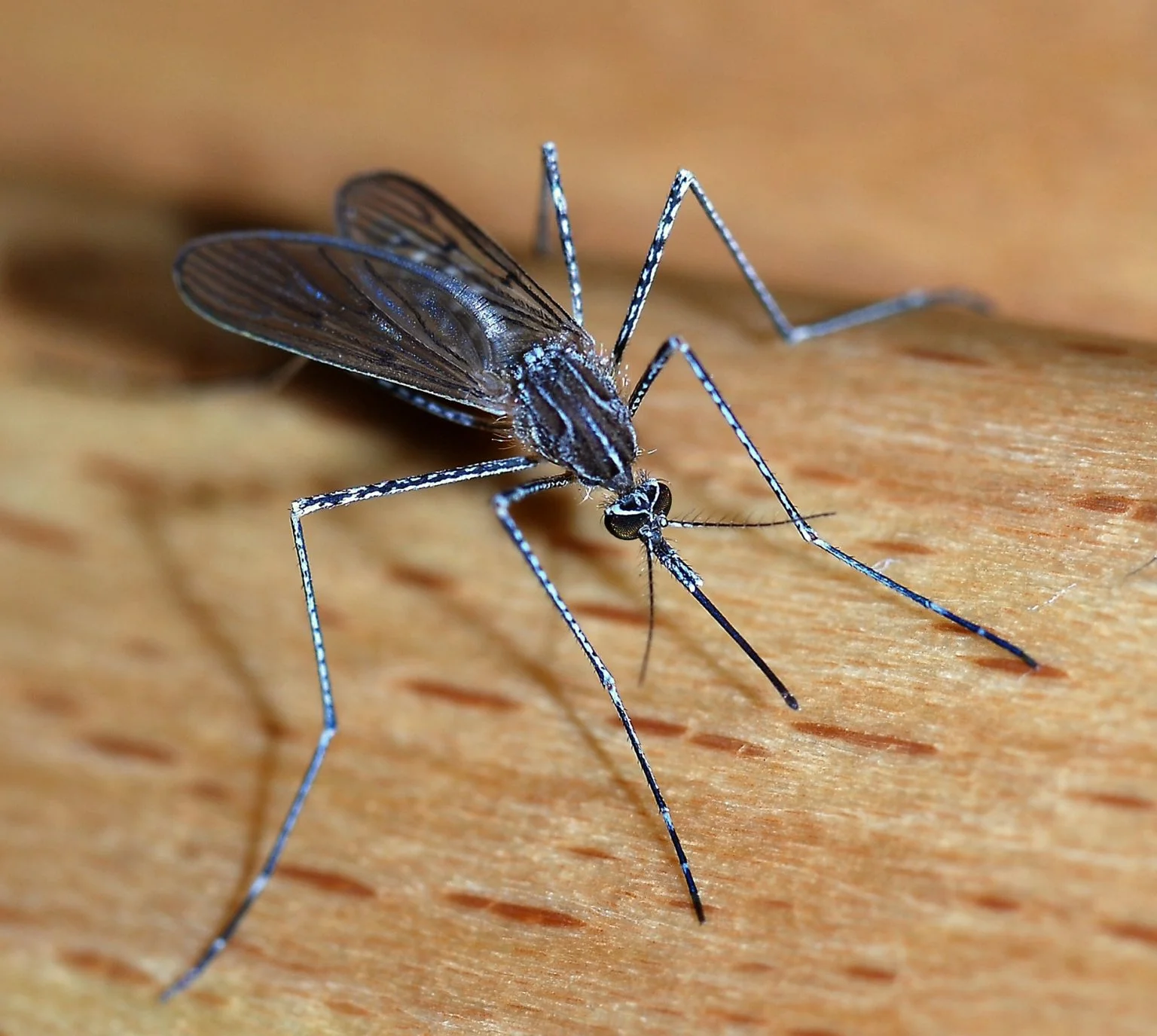 Health officials raise alarm over 978,000 malaria cases in Lagos